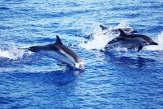 31 delfini
