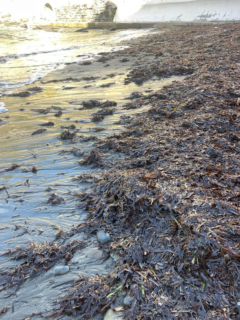 Foto Posidonia sul litorale Tiziano Furgeri