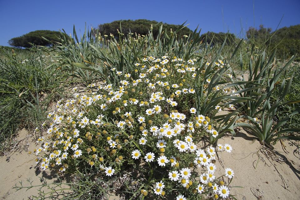 flora dune lacona