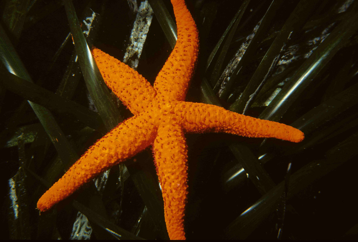stella marina archivioPnat