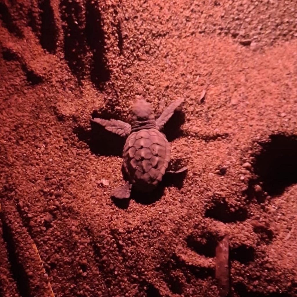 tartarughe caretta caretta all isola d elba riserva della biosfera isole di toscana 4 1024x1024 1
